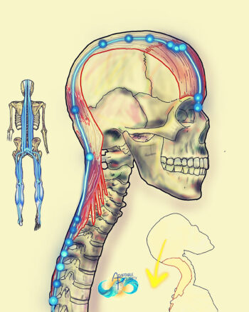 Movement, Muscles & Meridians - Complete Set - Image 4