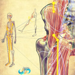 Movement, Muscles & Meridians - Complete Set