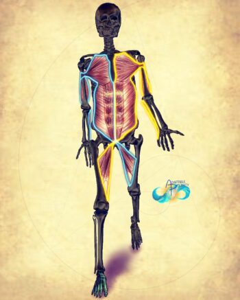 Spirals & Gait (Movement, Muscles & Meridians approach) - Image 2