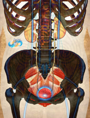 Organs and Relationships (a Movement Muscles & Meridians series)