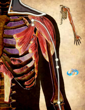 Organs and Relationships (a Movement Muscles & Meridians series) - Image 3