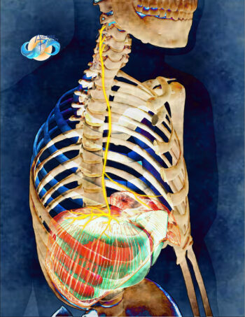 Organs and Relationships (a Movement Muscles & Meridians series) - Image 2