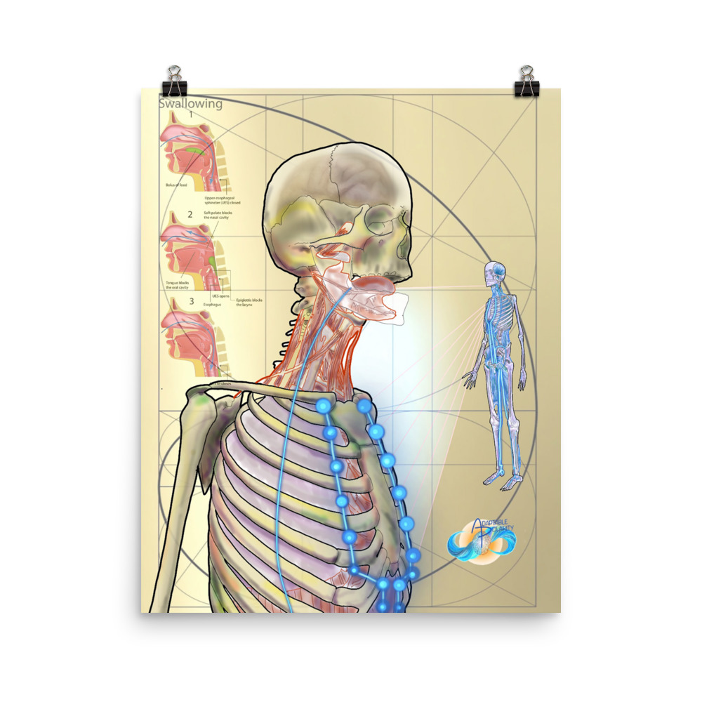 kidney-cranium-mmm-poster-adaptable-polarity