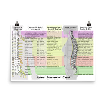 Spinal Assessment Chart (medium and large poster) - Image 2