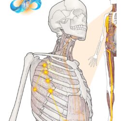 Myofascia & Meridians Day 3 Spleen Channel