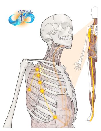 Myofascia & Meridians Day 3 Spleen Channel