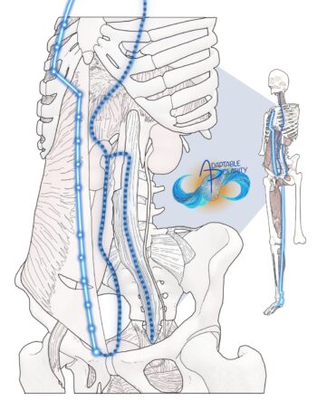 ! MyoFascia & Meridians - Image 3