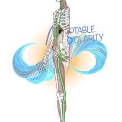 Myofascia & Meridians Day 4 Gallbladder Channel