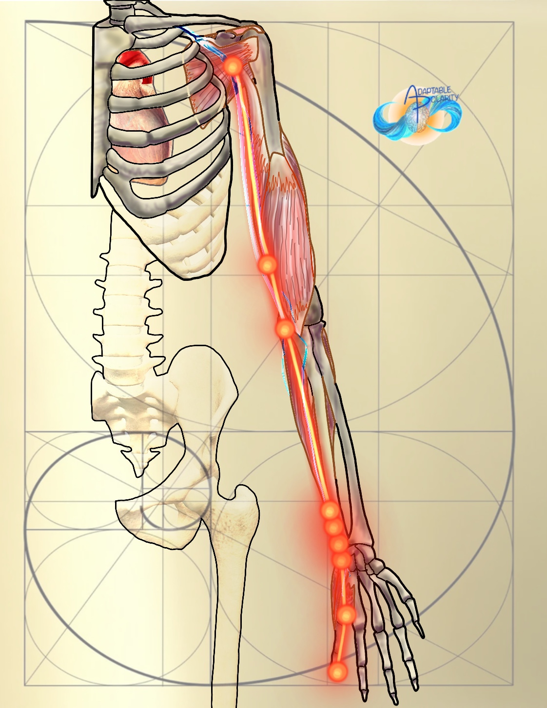 Recorded** Movement, Muscles & Meridians Arms & Legs BUNDLE - Image 2