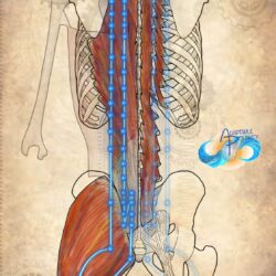 Myofascia & Meridians Day 6 Bladder Channel