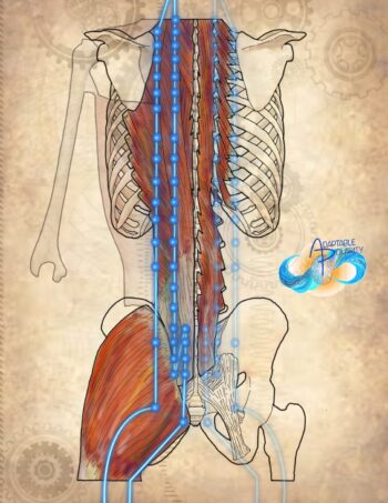 Myofascia & Meridians Day 6 Bladder Channel