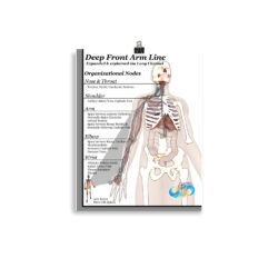 Lung