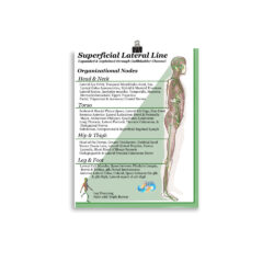 Gallbladder