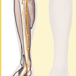 !!Anatomy Course- Week 1 Spleen Leg & Foot