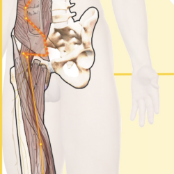 !!Anatomy Course- Week 2 Spleen Thigh & Abdomen