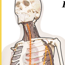 !!Anatomy Course- Week 3 Spleen Ribs to Tongue