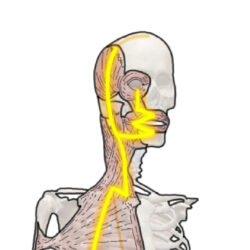 !!!!Anatomy Course- Week 4 Stomach Eyes to Neck