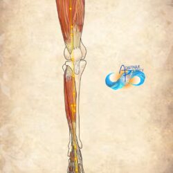 !!!!Anatomy Course- Week 6 Stomach Leg