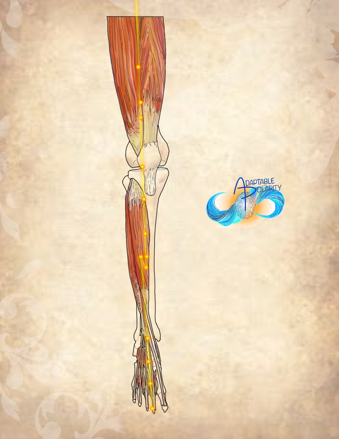 !!!!Anatomy Course- Week 6 Stomach Leg