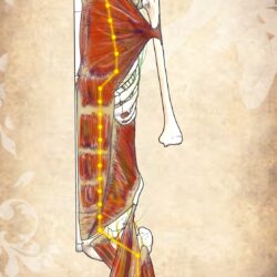 !!!!Anatomy Course- Week 5 Stomach Torso