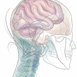 !!Brainstem alignment