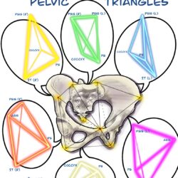 !!!!Pelvic Balancing Recorded zooms