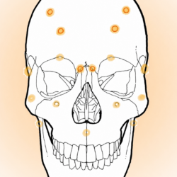 !!!Neurovascular, Cranials and Emotions Mini Course