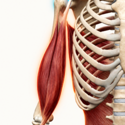 !!!Ligaments and Related Muscles