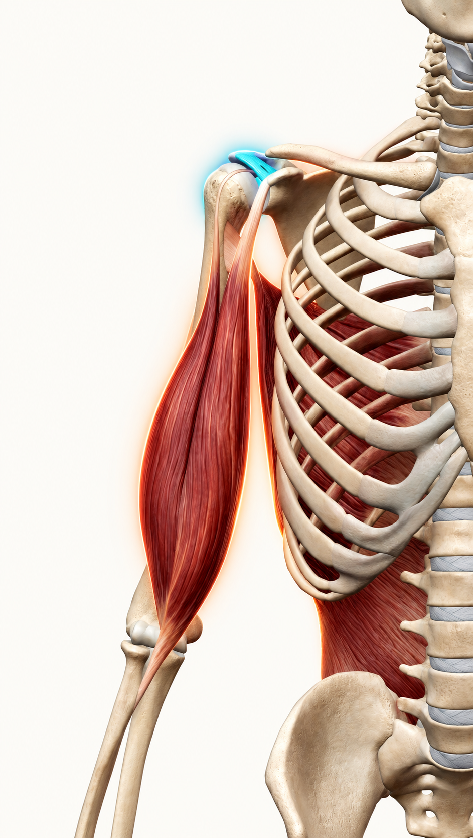 !!!Ligaments and Related Muscles